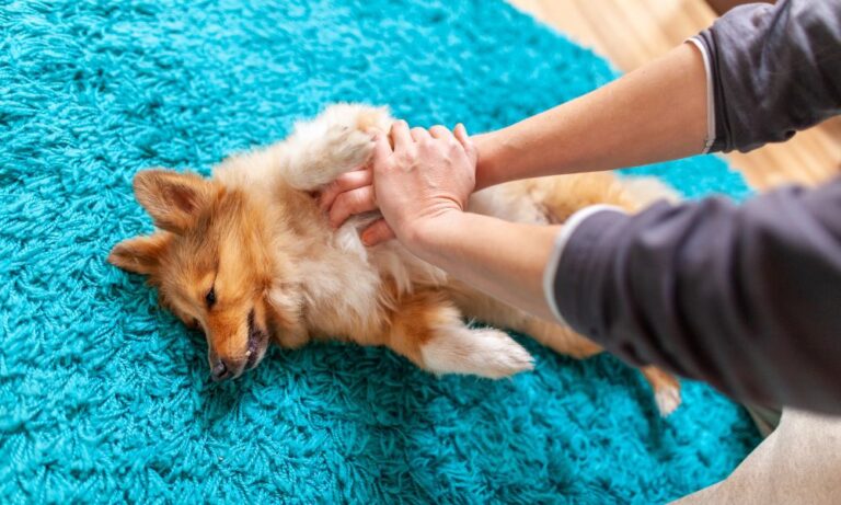 A Quick Overview of Administering Pet CPR