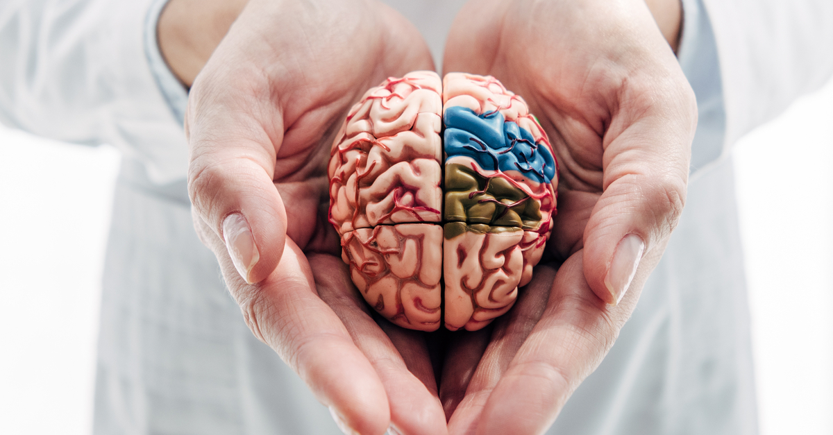 Against a white background, a close-up of a doctor's hands holding a small teaching model of a brain.