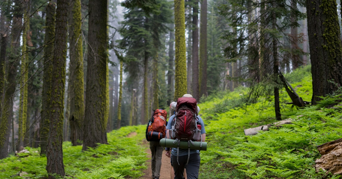 Two backpackers with full packs hiking a remote forest trail surrounded by tall trees, far from any road or hospital.